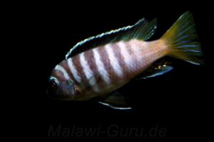 Metriaclima flavicauda 'Zimbawe Rock'